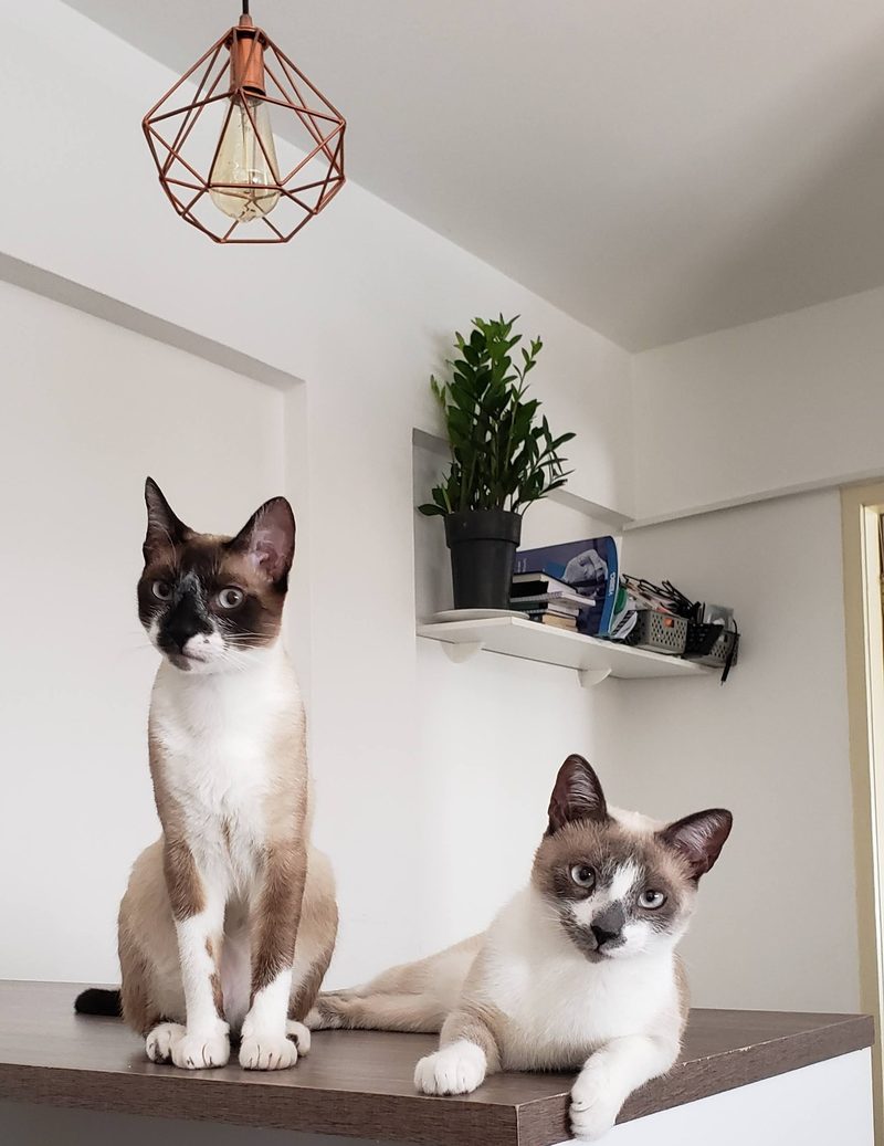 Ragnar e Floki